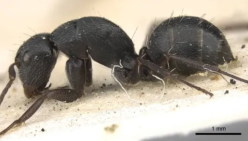 Camponotus arcuatus - CASENT0906931