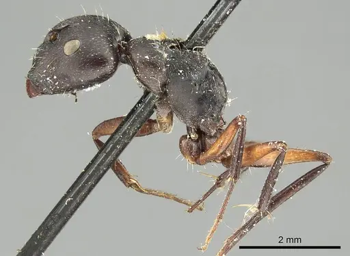 Camponotus arcuatus - CASENT0915753