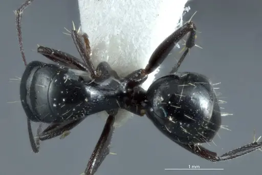 Camponotus arcuatus - JDM32-000931