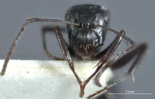 Camponotus arcuatus - JDM32-000931