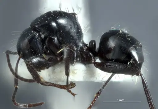 Camponotus arcuatus - JDM32-000931