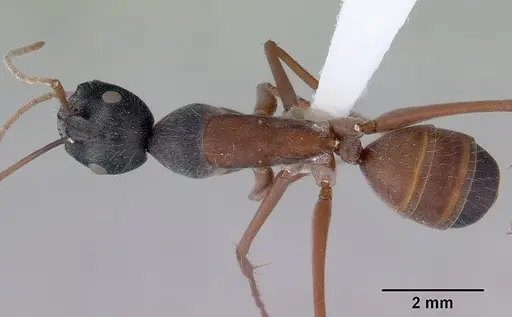 Camponotus arenatus specimen