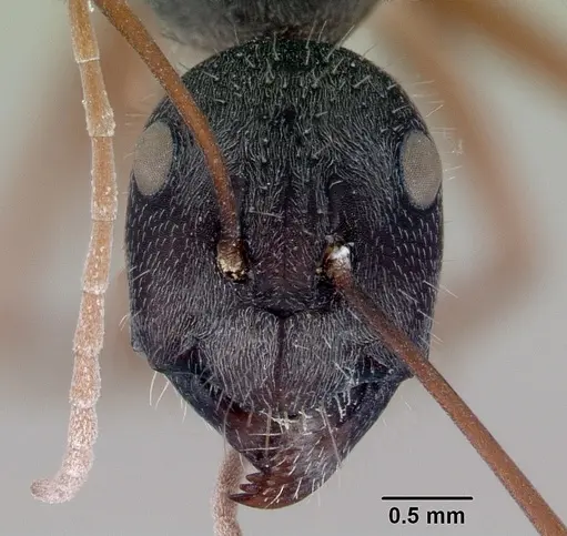 Camponotus arenatus specimen