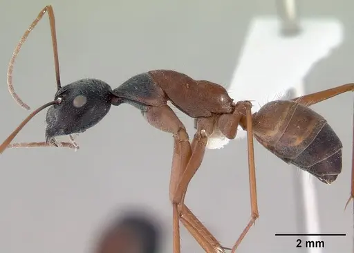 Camponotus arenatus specimen