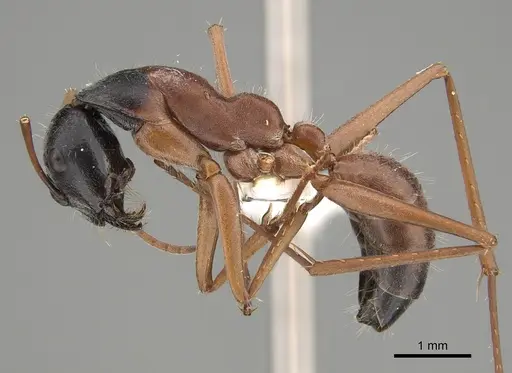 Camponotus arenatus - CASENT0887665