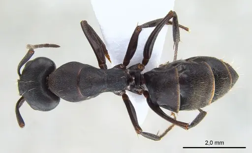 Camponotus armeniacus specimen