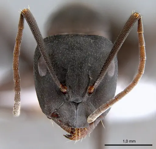 Camponotus armeniacus specimen