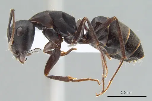 Camponotus armeniacus specimen