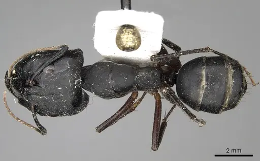 Camponotus armeniacus - CASENT0280615