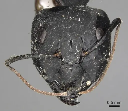 Camponotus armeniacus - CASENT0280615