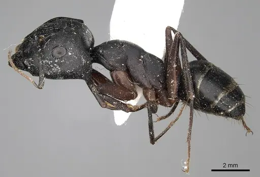 Camponotus armeniacus - CASENT0280615