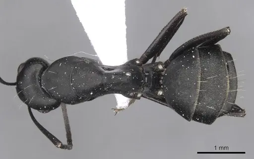 Camponotus armeniacus - CASENT0910245