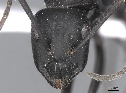 Camponotus armeniacus - CASENT0910245