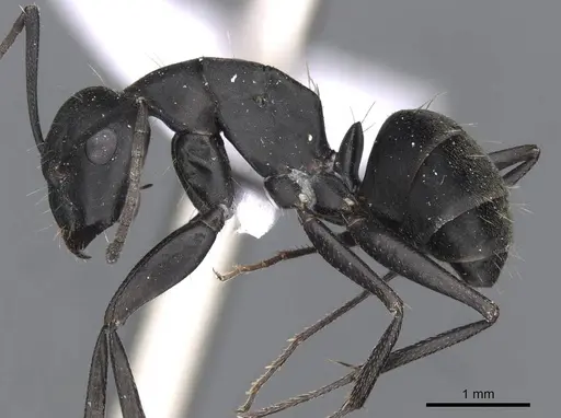 Camponotus armeniacus - CASENT0910245