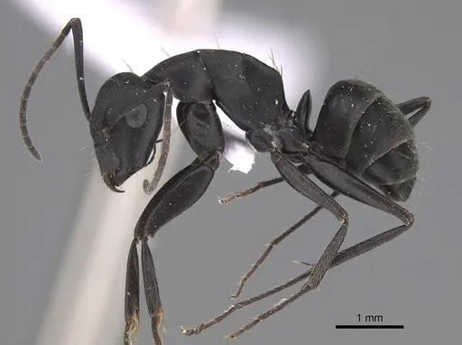Camponotus armeniacus - CASENT0910245