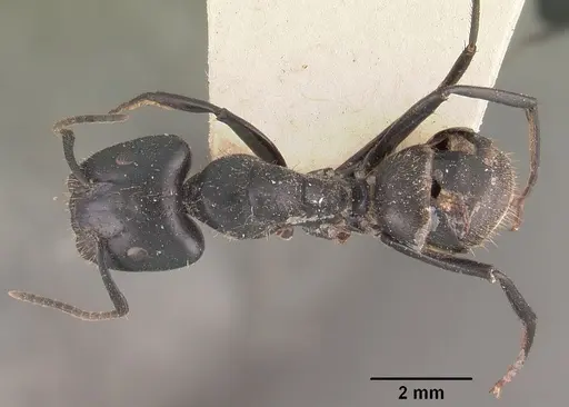 Camponotus arminius specimen