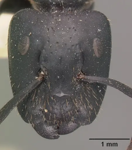 Camponotus arminius specimen
