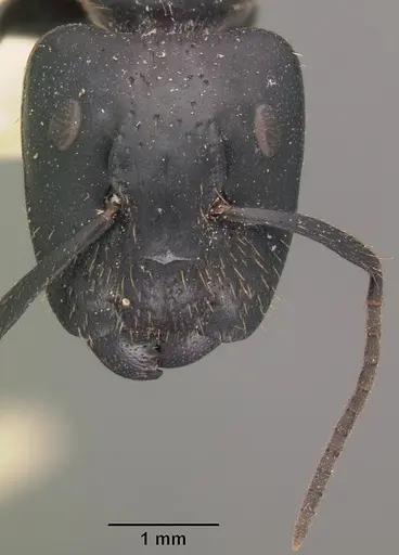 Camponotus arminius specimen