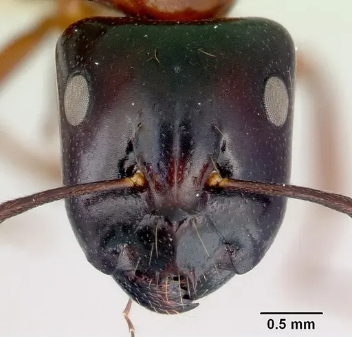 Camponotus armstrongi specimen