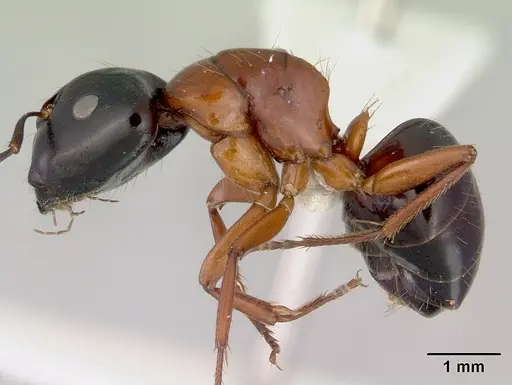 Camponotus armstrongi specimen