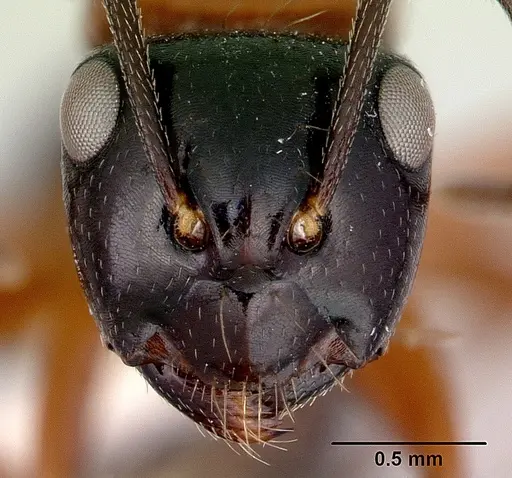 Camponotus armstrongi - CASENT0172151