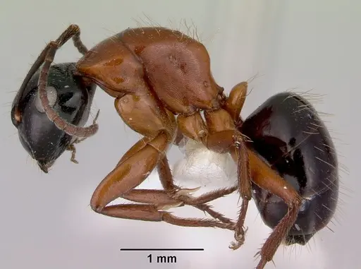 Camponotus armstrongi - CASENT0172151