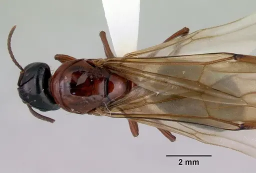 Camponotus armstrongi - CASENT0172152