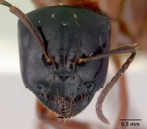 Camponotus armstrongi - CASENT0172152