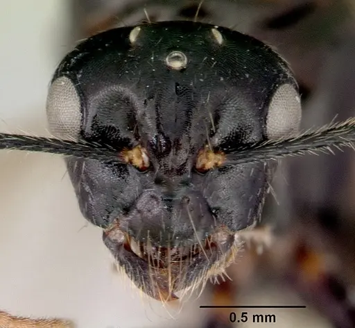 Camponotus armstrongi - CASENT0172153