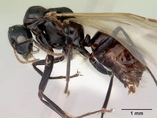 Camponotus armstrongi - CASENT0172153