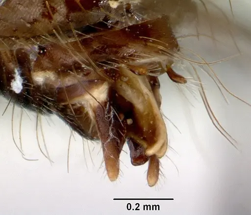 Camponotus armstrongi - CASENT0172153
