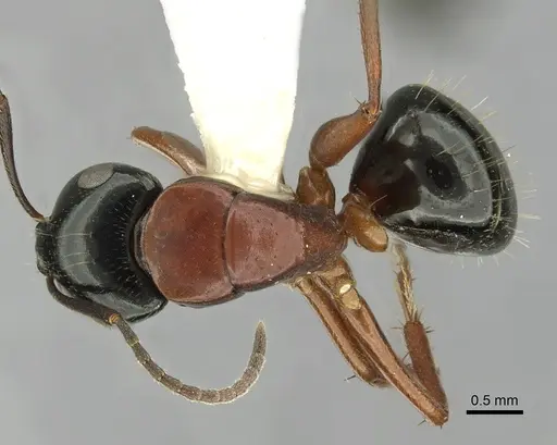 Camponotus armstrongi - CASENT0280214