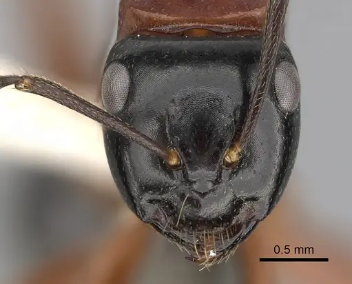 Camponotus armstrongi - CASENT0280214