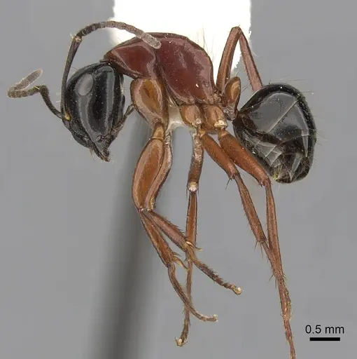 Camponotus armstrongi - CASENT0280214