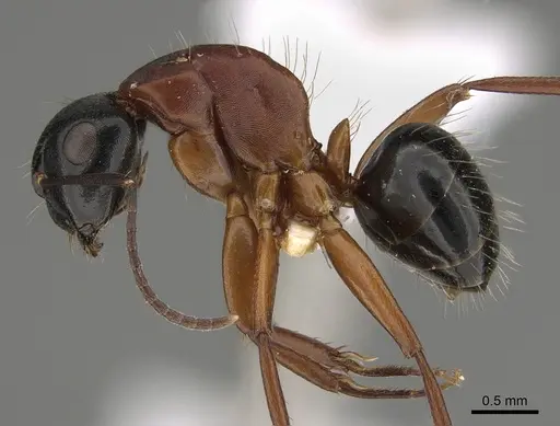 Camponotus armstrongi - CASENT0887698