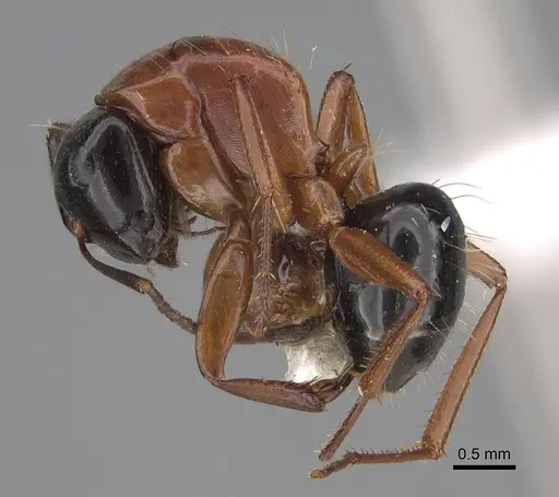 Camponotus armstrongi - CASENT0923516