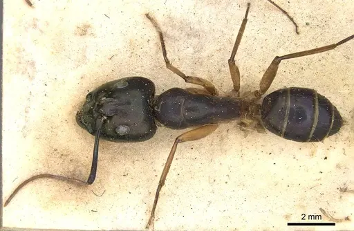 Camponotus arnoldinus specimen