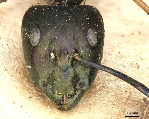 Camponotus arnoldinus specimen