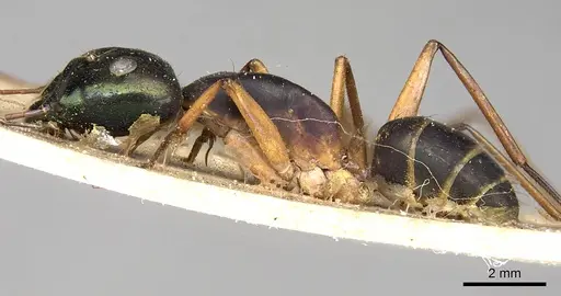 Camponotus arnoldinus specimen