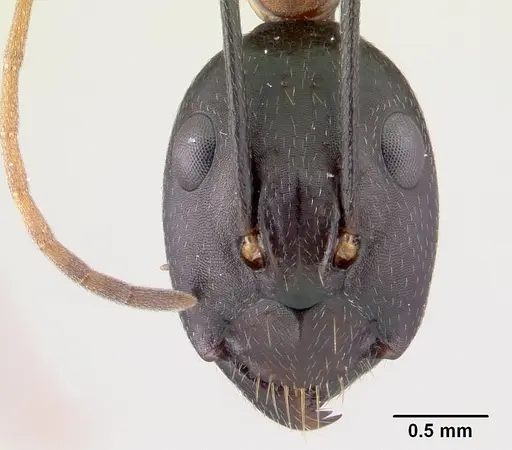 Camponotus aro specimen