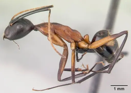 Camponotus aro specimen