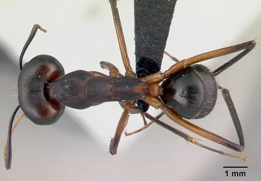 Camponotus aro - CASENT0489918