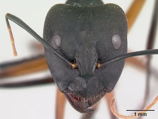 Camponotus aro - CASENT0489918
