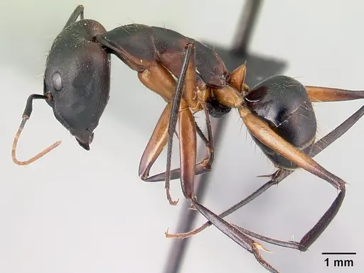 Camponotus aro - CASENT0489918