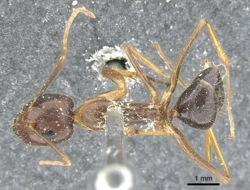 Camponotus arrogans specimen