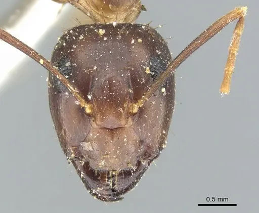 Camponotus arrogans specimen