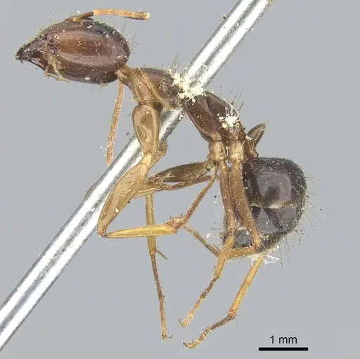 Camponotus arrogans specimen