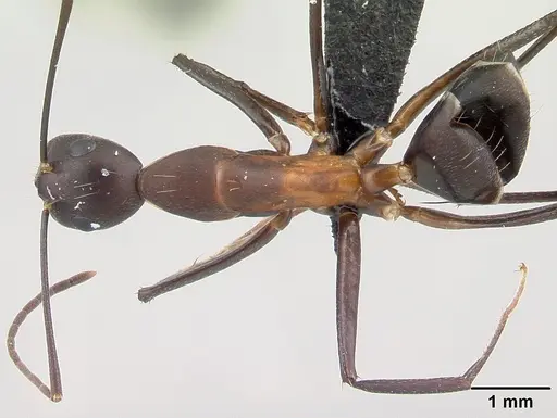 Camponotus asara specimen