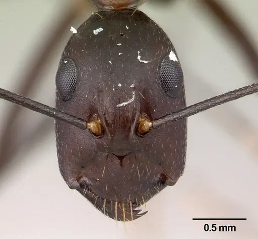 Camponotus asara specimen