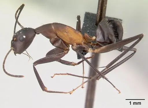 Camponotus asara specimen